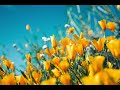 Nightcore Hakhaf Men Eih Elissa Sped Up And Reverb التسريع والصدد إليسا هخاف من إيه Nightcore Hakhaf Men Eih Elissa Sped Up And Reverb التسريع والصدد إليسا هخاف من إيه