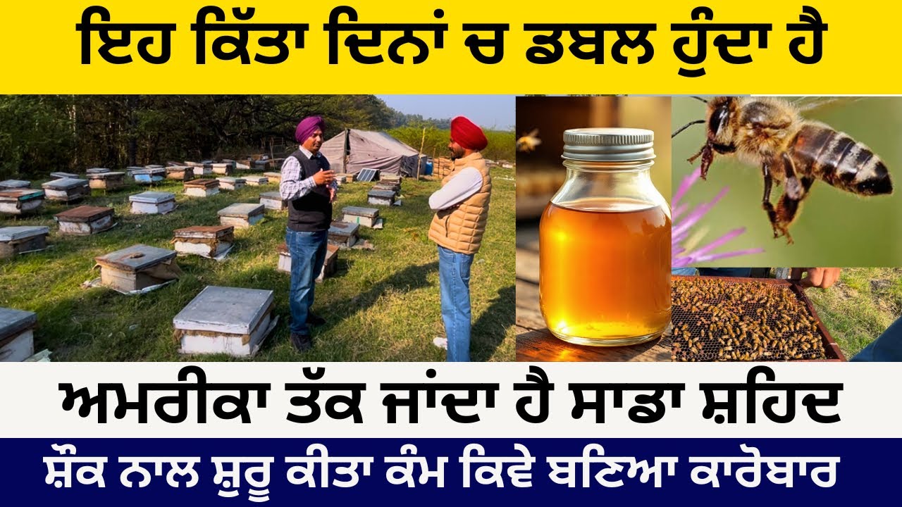 ਇਹ ਕਿੱਤਾ ਦਿਨਾਂ ਚ ਡਬਲ ਹੁੰਦਾ ਹੈ! #punjabi #punjab #farming #viralvideo #bee #beekeeping #honey #viral 