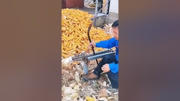 Efficient Corn Kernel Removal: Manual Machine in Action