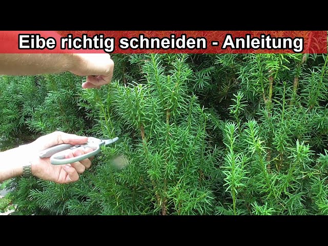 Prune yew correctly. Prune Taxus Baccata  Instructions / How & when to  prune - YouTube