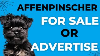 Affenpinscher Puppies For Sale or Advertise