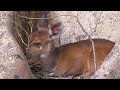 SOUTH AFRICA Bushbuck ((Kruger national park)