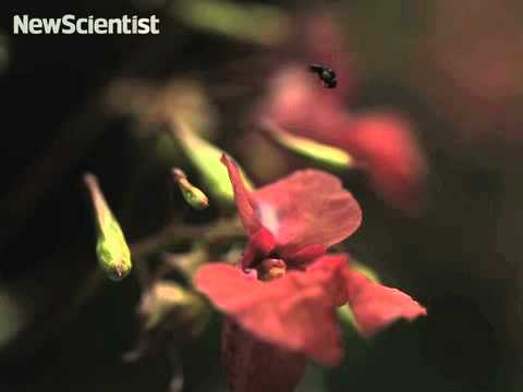 science jobs london Somersaulting fly captured in slow-mo wins award