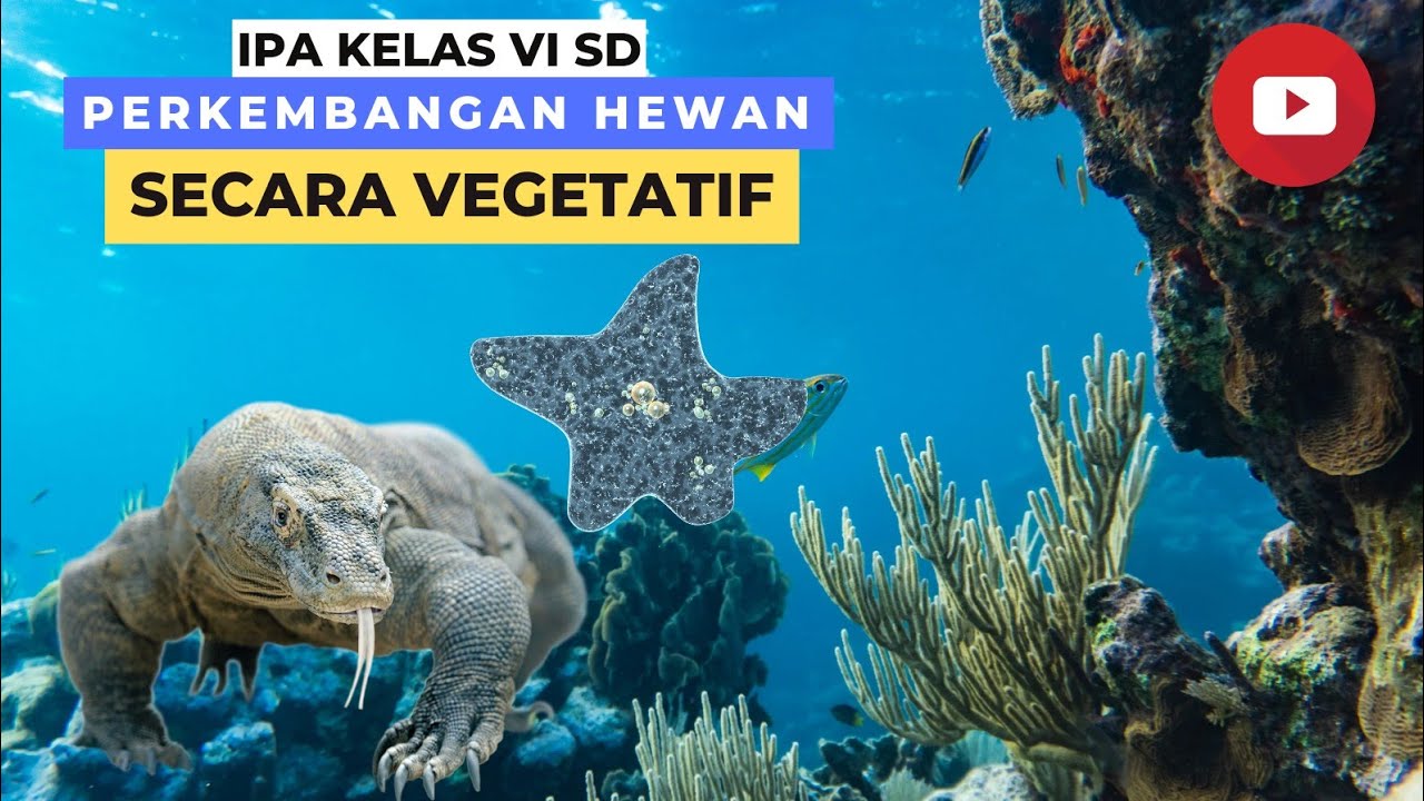 Perkembangbiakan Hewan  Secara Vegetatif  IPA SD kelas 6 