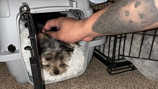 BUYING MY FIRST YORKIE PUPPY & HER FIRST DAY HOME!