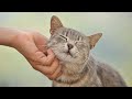 😍 CATS PURRING Videos 😍 Cat Purr Sound ASMR | CUTE