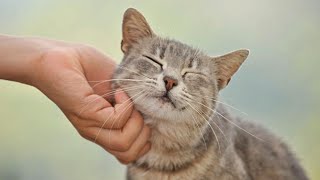 😍 CATS PURRING Videos 😍 Cat Purr Sound ASMR | CUTE by HTH 9,191 views 3 years ago 11 minutes, 19 seconds