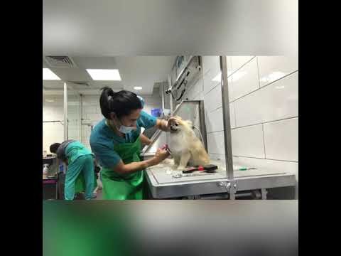 Canary VET CLINIC UAE Sharjah | VIDEO 2021