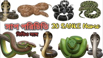 Different Types of Snakes | Learn Snake Names & Facts for Kids | Educational Animal Video