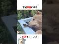 なぜか小鳥と親密な関係にのサムネイル