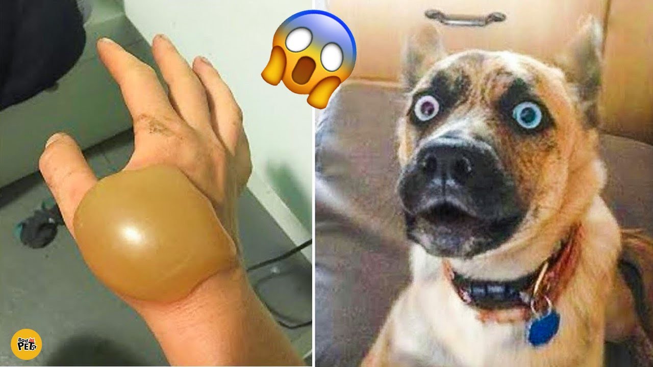 Clumsy Dogs Cats - Funny Pets Videos | Bad Pets