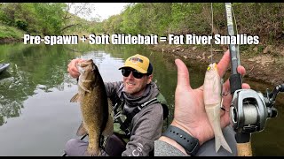 Chasing Fat Pre-Spawn River Smallmouth with Soft Swimbaits