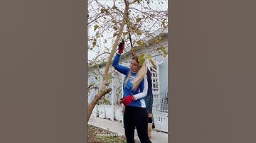 Mulberry Tree Trimming & Propagation: Growing New Trees from Cuttings | Pruning Mulberry Tree