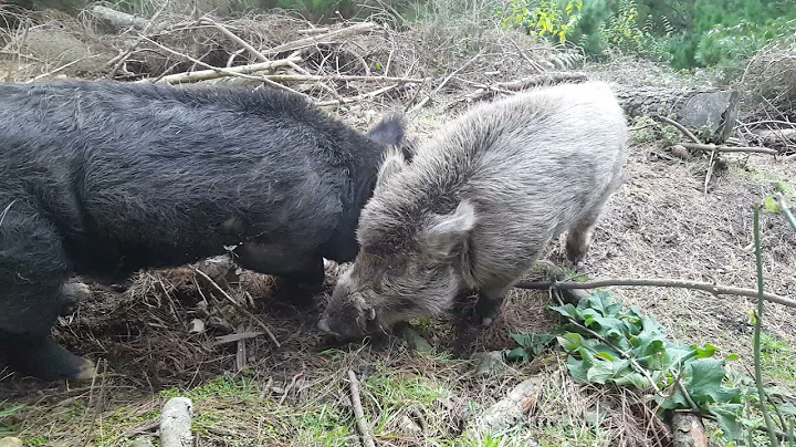 boars fighting