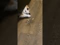 Dogs happy and funny 😄 | Funny cats, dogs and animals ep26 #dog #shorts #funny #funnydogs