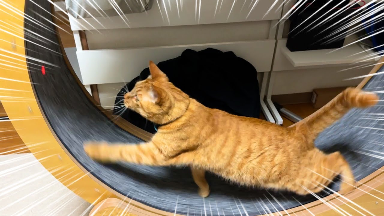 誕生日に覚醒した猫が面白すぎたんですがw