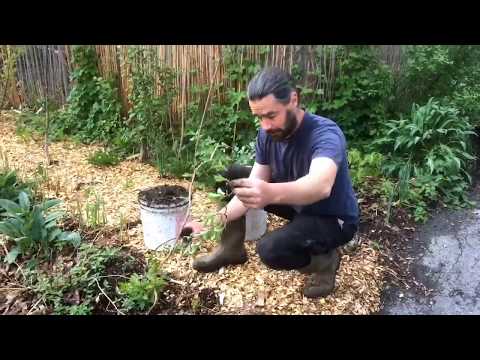Videó: A Hardy Red Kiwi szőlő gondozása – Tippek a Hardy Red Kiwi termesztéséhez