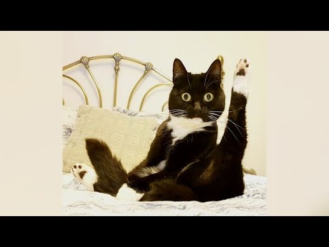 CATS NEVER FAIL TO AMUSE - Try not to DIE of LAUGHING! ?