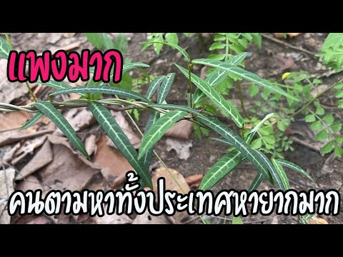 วีดีโอ: ต้นเถ้าภูเขาเติบโตอย่างไร