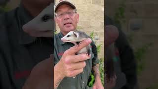 Baby Opossum Mighty Bark 😆 #shorts