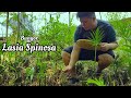 Discovering Lasia Spinosa Bungor Delights Foraging And Cooking Discovering Lasia Spinosa Bungor Delights Foraging And Cooking