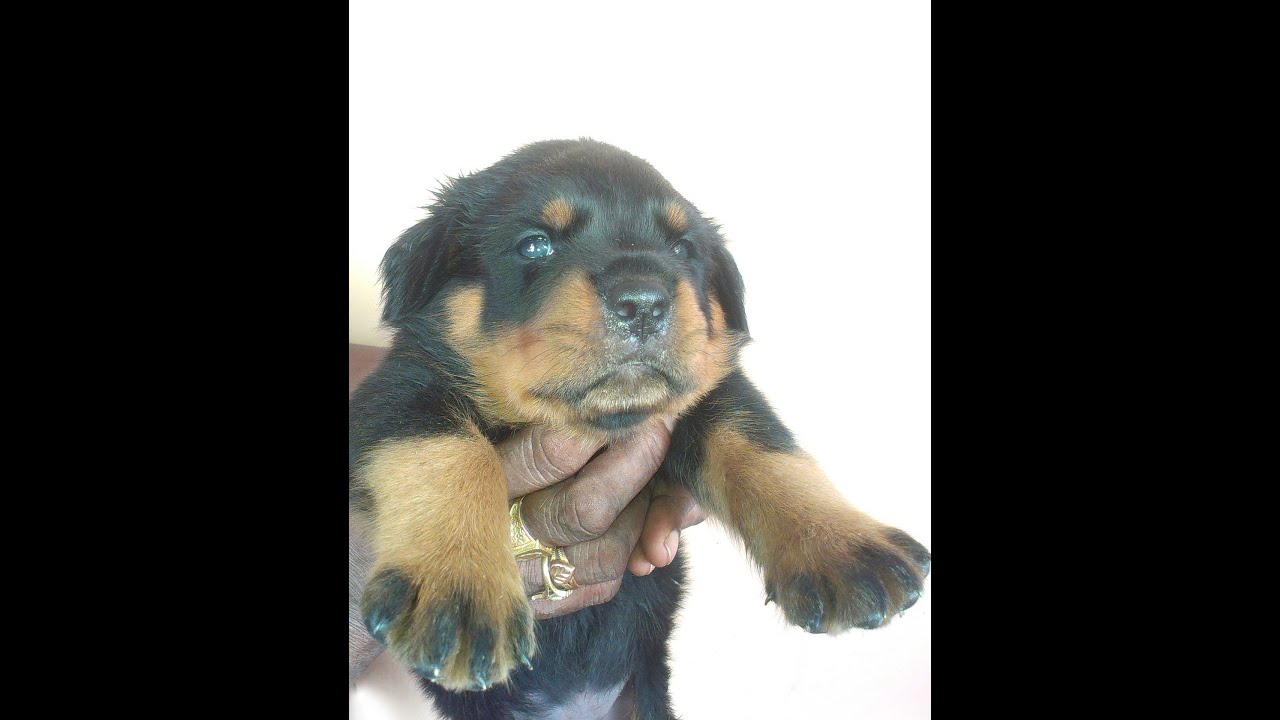 Rottweiler puppies 24 days with discipline YouTube