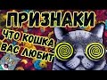 Как понять кошку? Топ признаки, интересные факты и истории