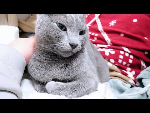 【猫動画】飼い主の場所をどんどん奪うロシアンブルー【Russian blue】Russian blue is getting closer and closer