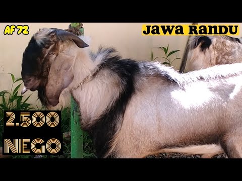 2500 NEGO ‼️ KAMBING JAWA RANDU SUPER _ KAMBING QURBAN 2023, HARGA ...