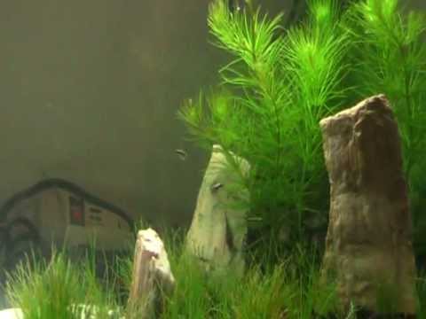 My first aquascape/aquarium tour