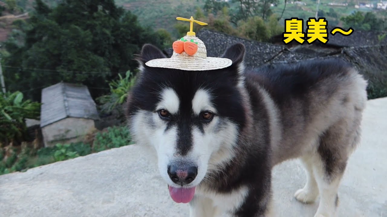 大王今天买新帽子 Dawang have a new hat today丨Apenjie with Dawang