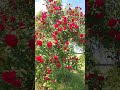 Ein kleiner Rosengruß, #Brandenburg #Niederer #Fläming #shorts #rose