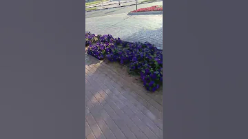 Dubai Warsan Arabic 
