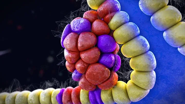 The Birth of Beta Cells