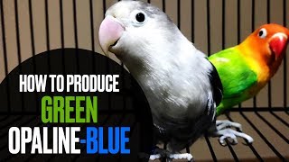 How To Produce Green Opalineblue