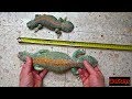 Uromastyx Thomasi Gigante / Uromastyx Thomasi Giant