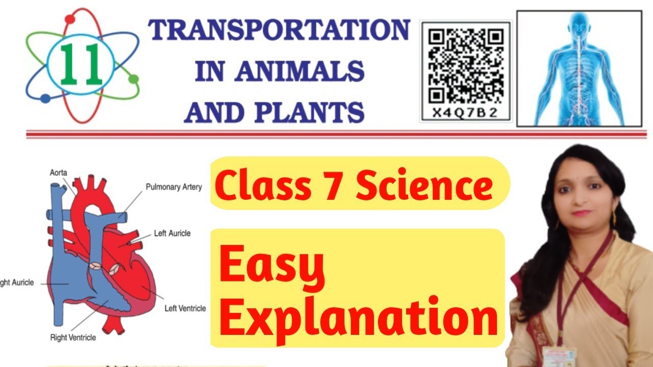 Pseb class 7 science Chapter-11 l Transportation In Animals and Plants ...