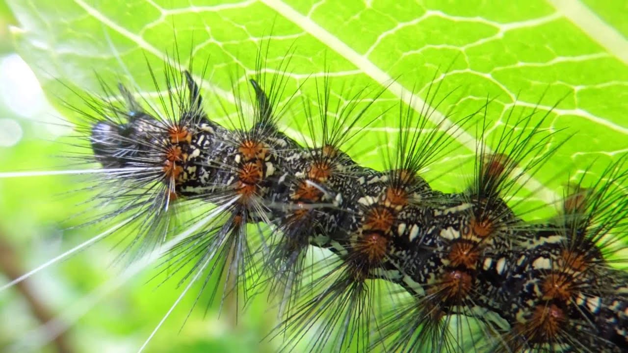 Caterpillar insect 毛虫 ケムシ 昆虫 昆虫図鑑 - YouTube