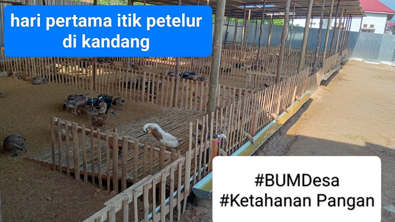 Pemberian pakan pertama