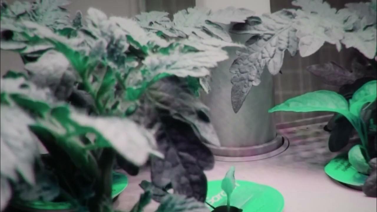 Does Music Help Plants Grow? YouTube