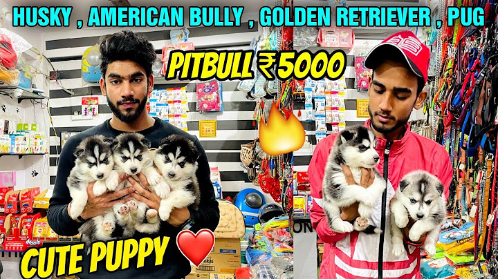 Cheapest Dogs Market In Delhi NCR | Husky Puppy | Dog in Cheap Price | Dog market