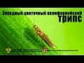 Западный цветочный (калифорнийский) трипc (Frankliniella occidentalis Perg.)