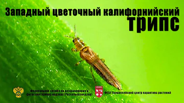 Западный цветочный (калифорнийский) трипc (Frankliniella occidentalis Perg.)