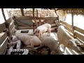UFUGAJI WA NGURUWE MZURI UFUGAJI WA NGURUWE MZURI