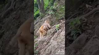 Million Pity Baby Monkey2021Near 2022