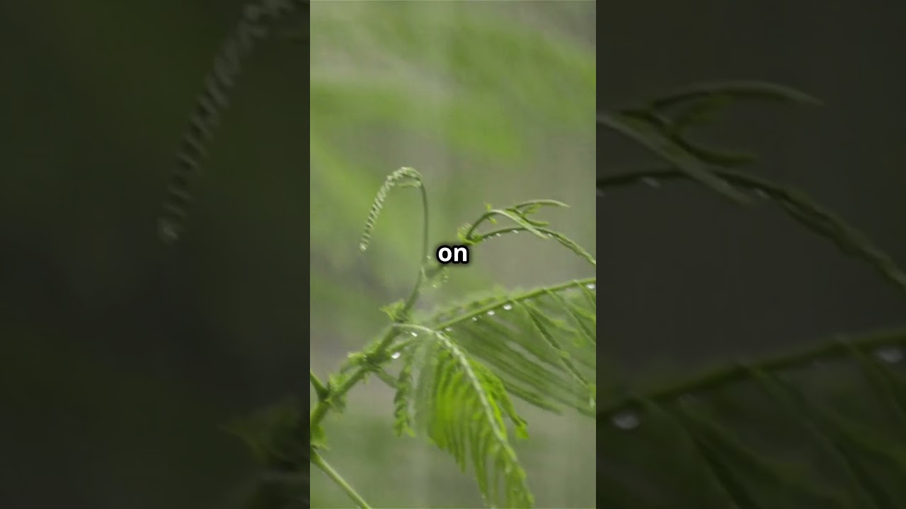 San Antonio de Ureca, Equatorial Guinea 