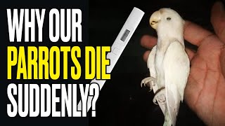 ہمارے طوطے اچانک کیوں مر جاتے ہیں؟