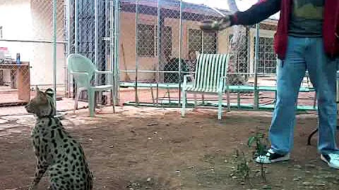 Watch the video about Felix the Serval (African Cat) Playing