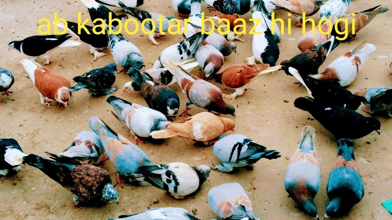 Ab har Hawa per ladaiya Hogi 🕊️🫡