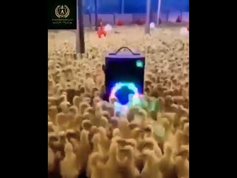 لما تحضر فرح صاحبك الفيومي وأصحابه وحبايبه يقوموا يخربوها 